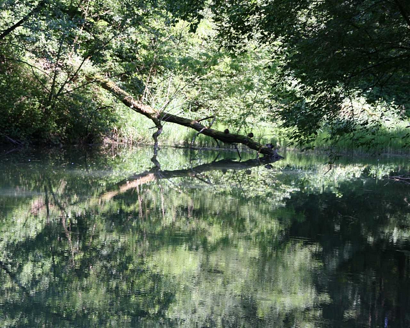 Teich-Spiegelung