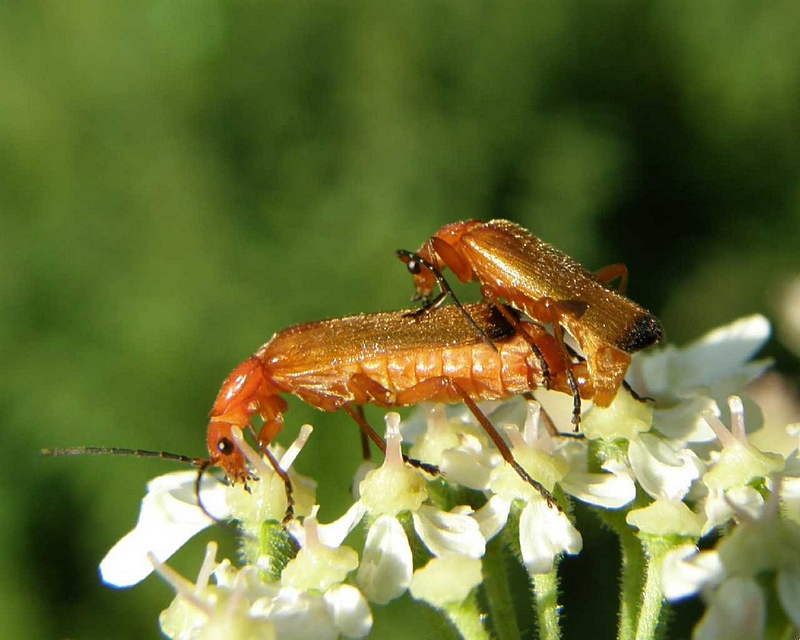 Weichkferpaarung