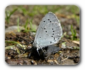 Faulbaum-Bluling am Boden