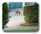 Fuchs im Garagenhof