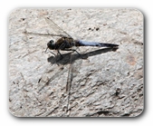 Plattbauch-Libelle auf Stein