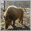 Wildschweine