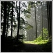 Wald