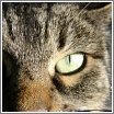 Tiere
