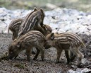 Wildschweine