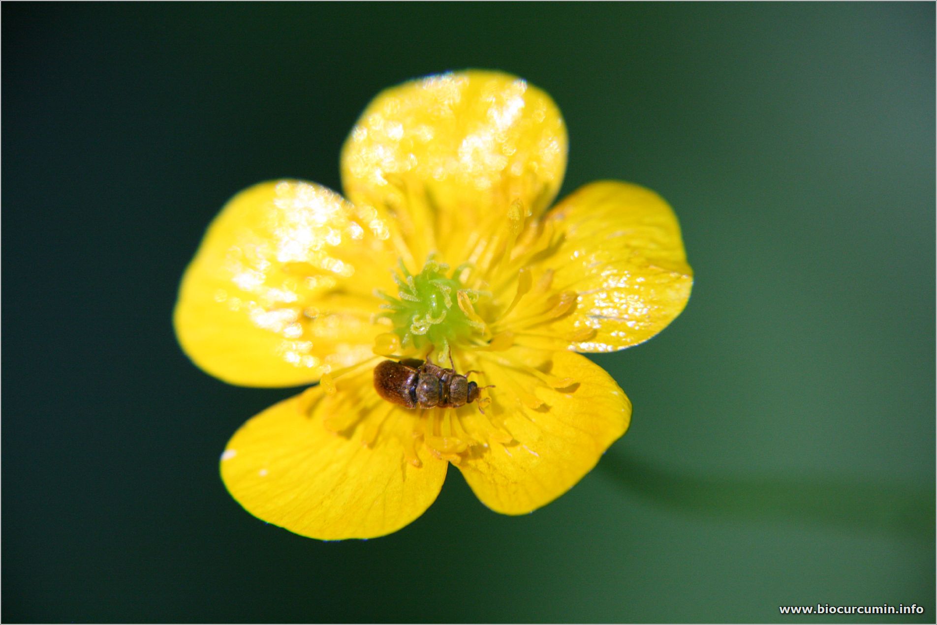 Butterblume