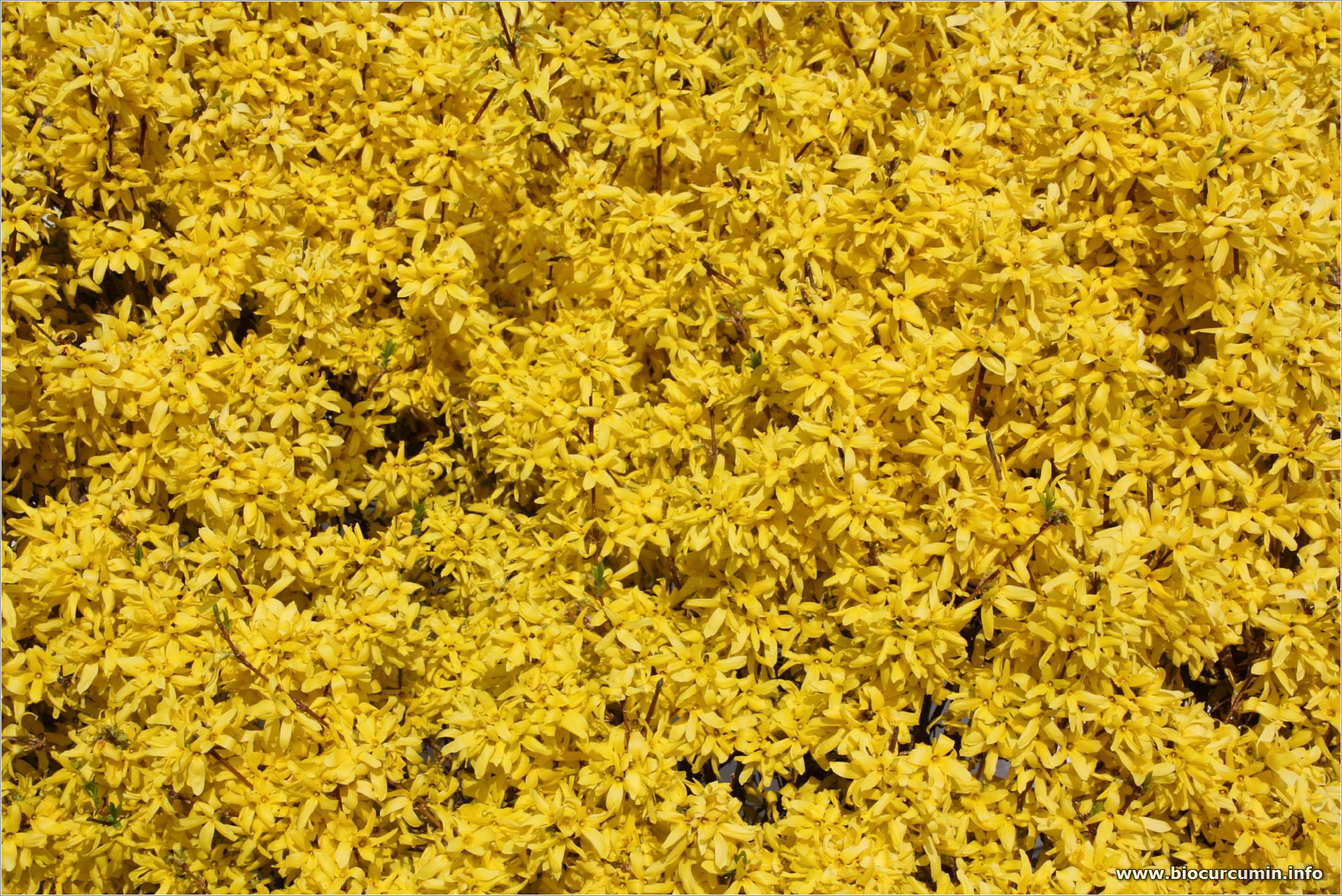 Forsythien