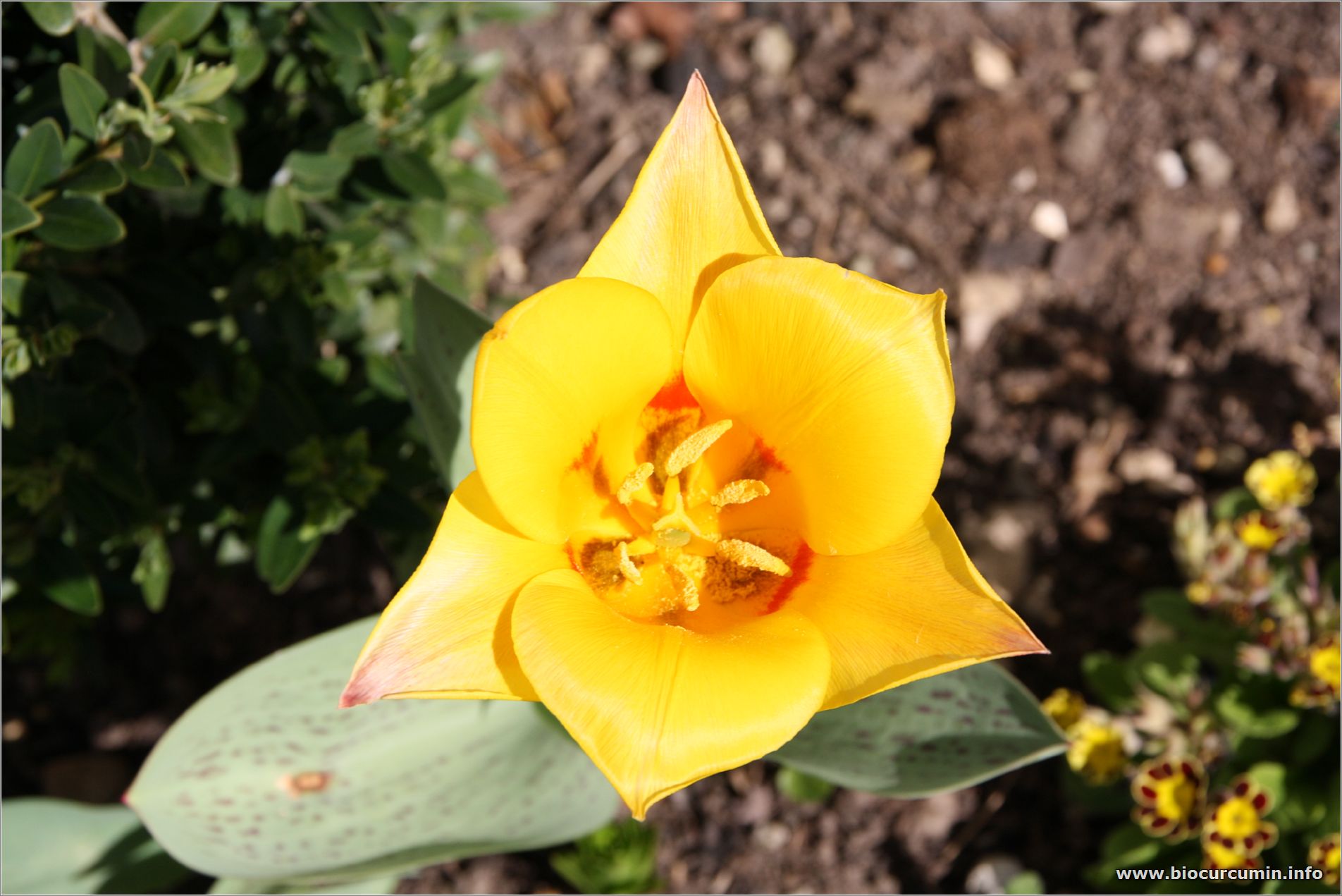 Tulpenbluete, hexagonal