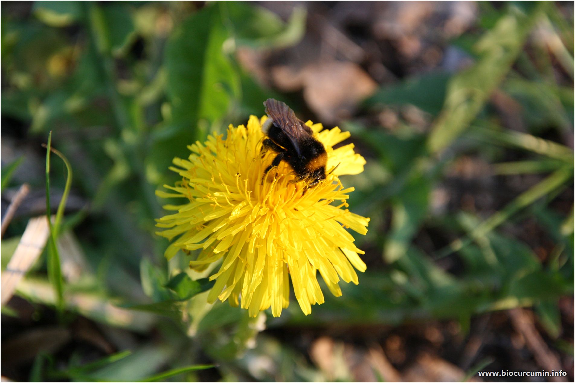 Loewenzahn mit Hummel