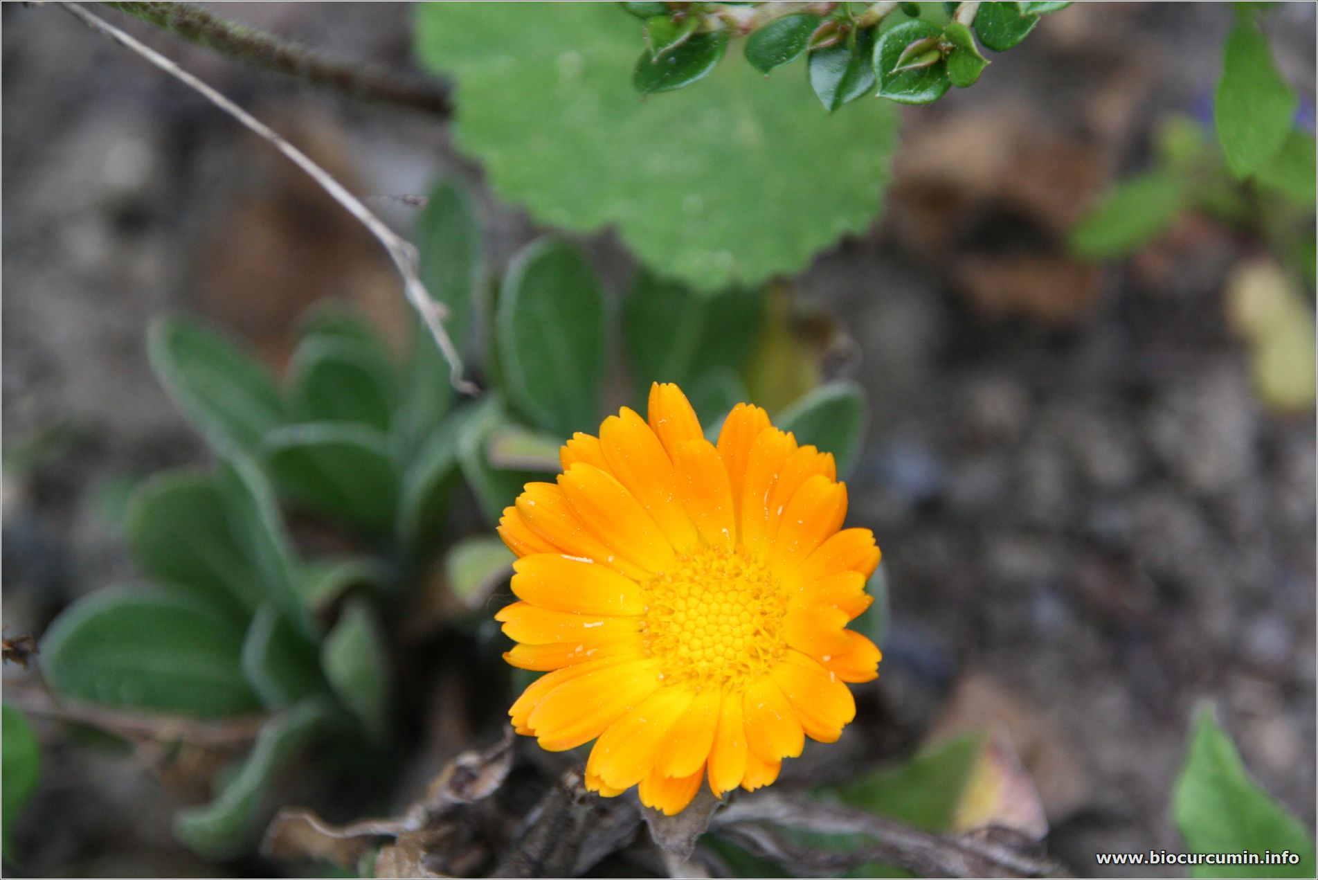 Bluete orange
