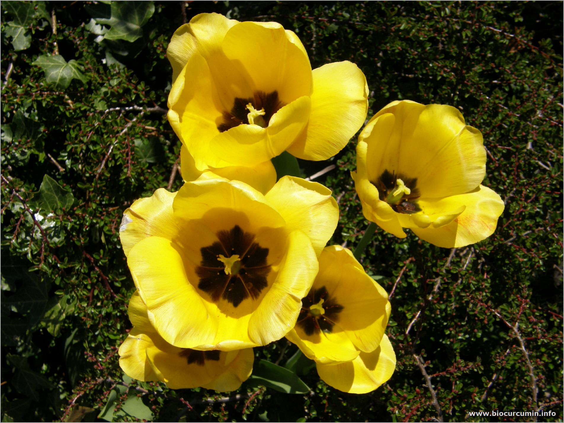 Tulpen gelb