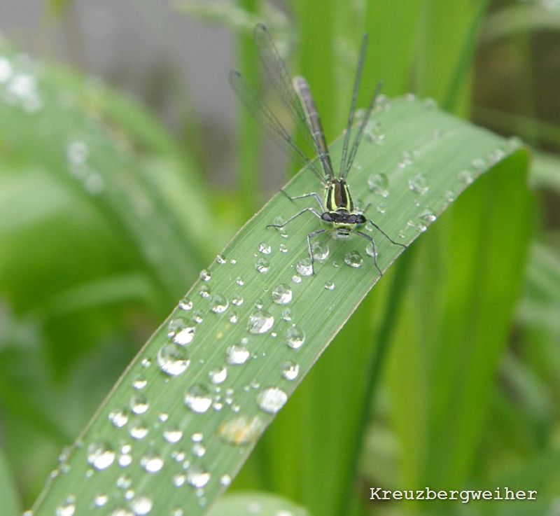 wasserwacht2