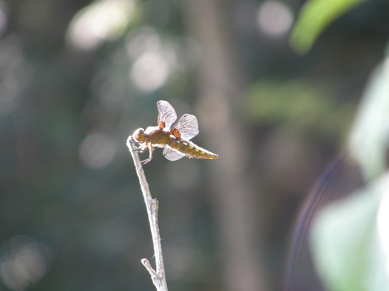 Libelle beim Nagen