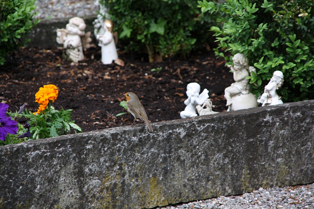 Artenvielfalt: der Stadtfriedhof