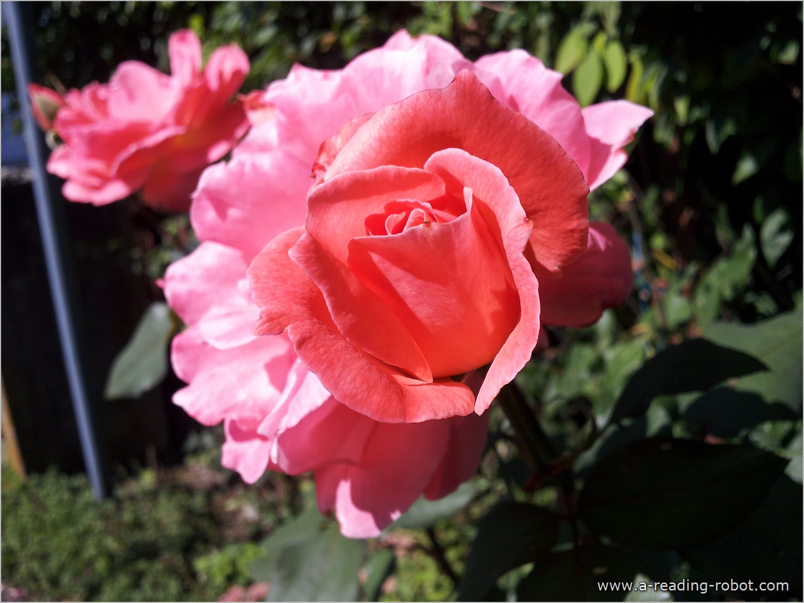 Zwei Gartenrosen fr Dich zu Valentin