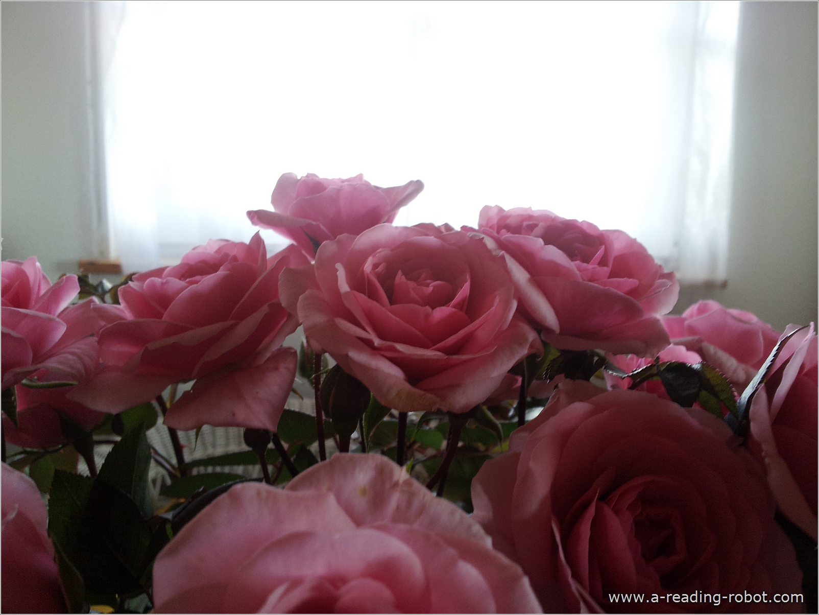 Rosenstrau am Fenster Dich zu Valentin