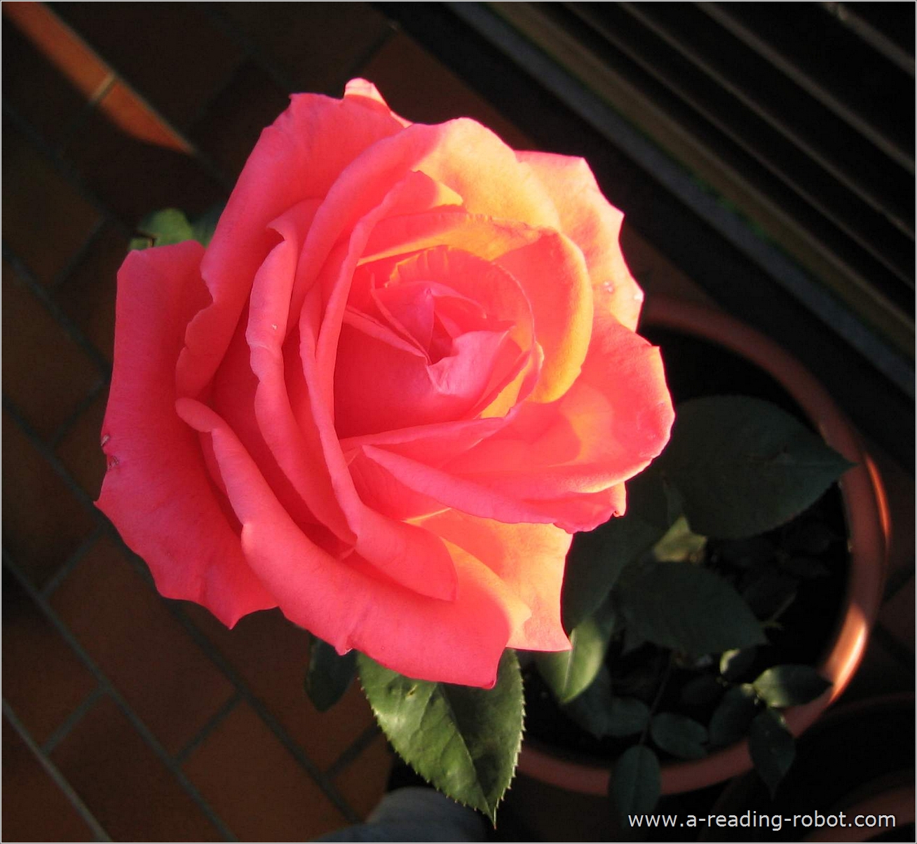 Balkonrose im Abendlicht