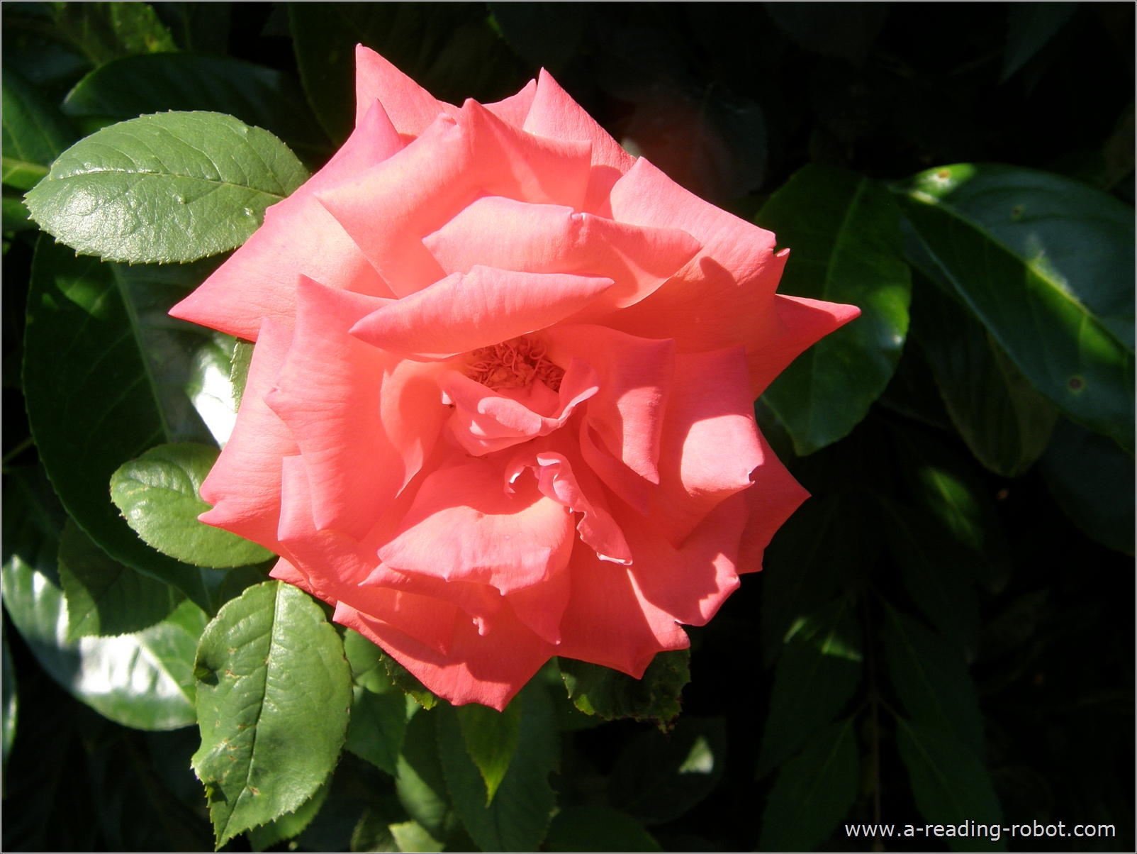 Rosenblüte vor schattigem Gebüsch
