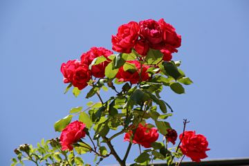 Valentinsgeschenk