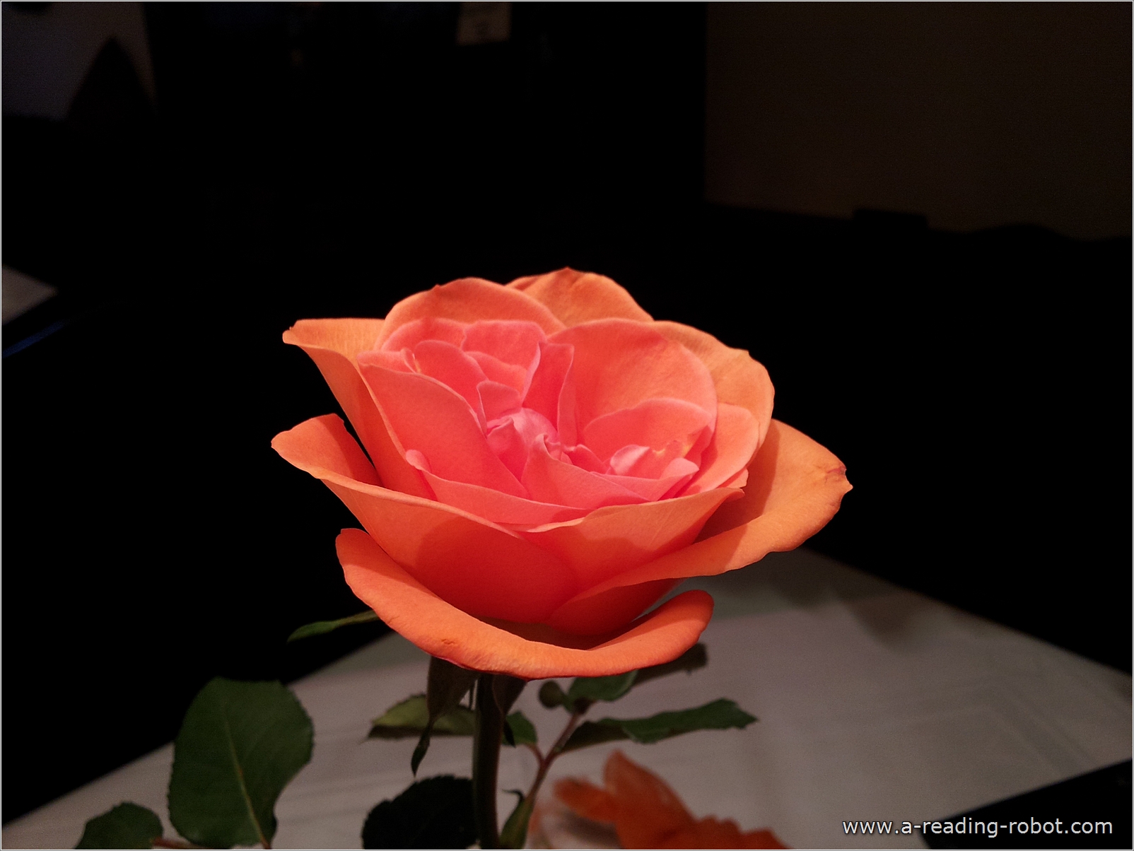 DIE ROSE. F�r Dich. Zu Valentin.