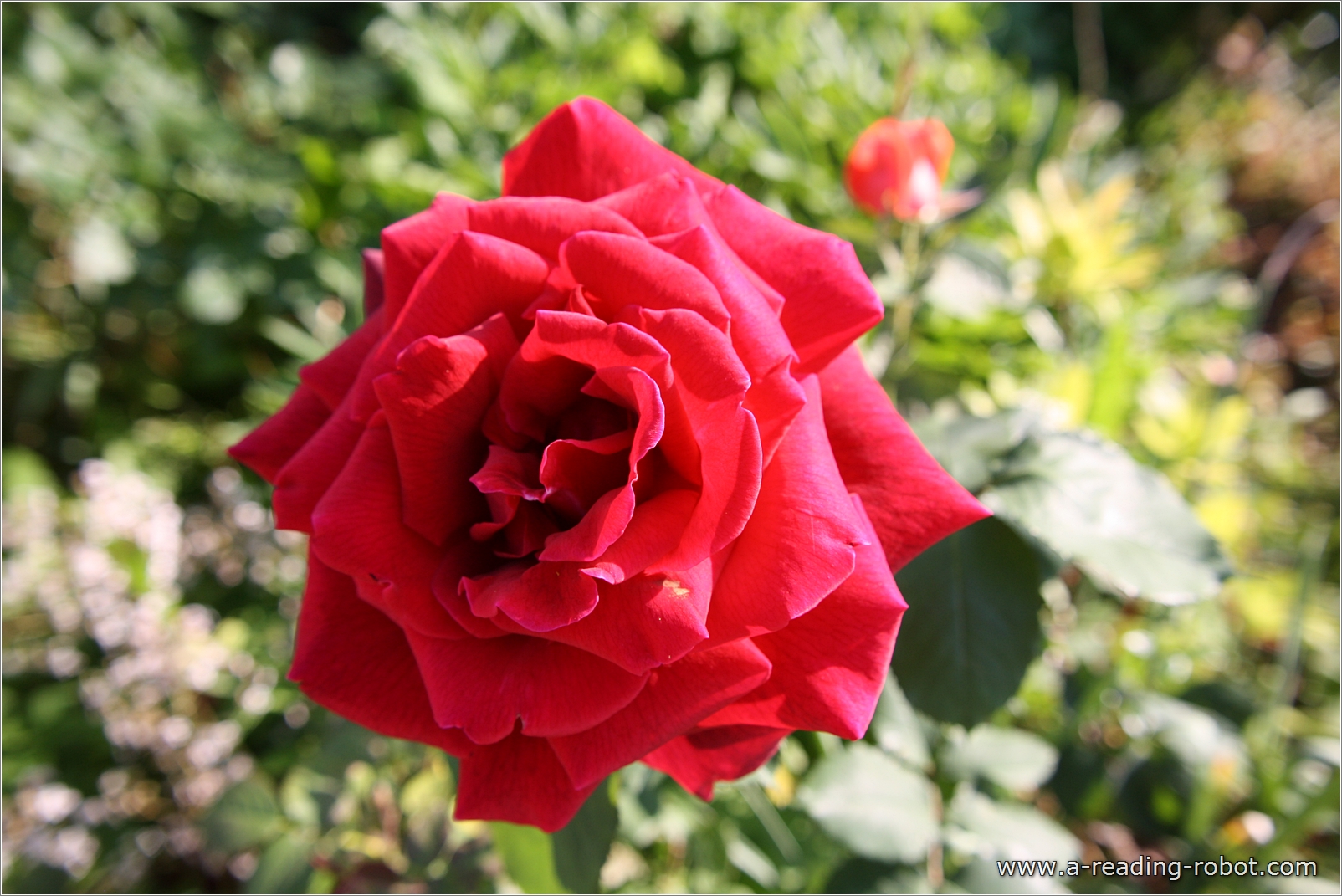 Voll erbl�hte Rose II