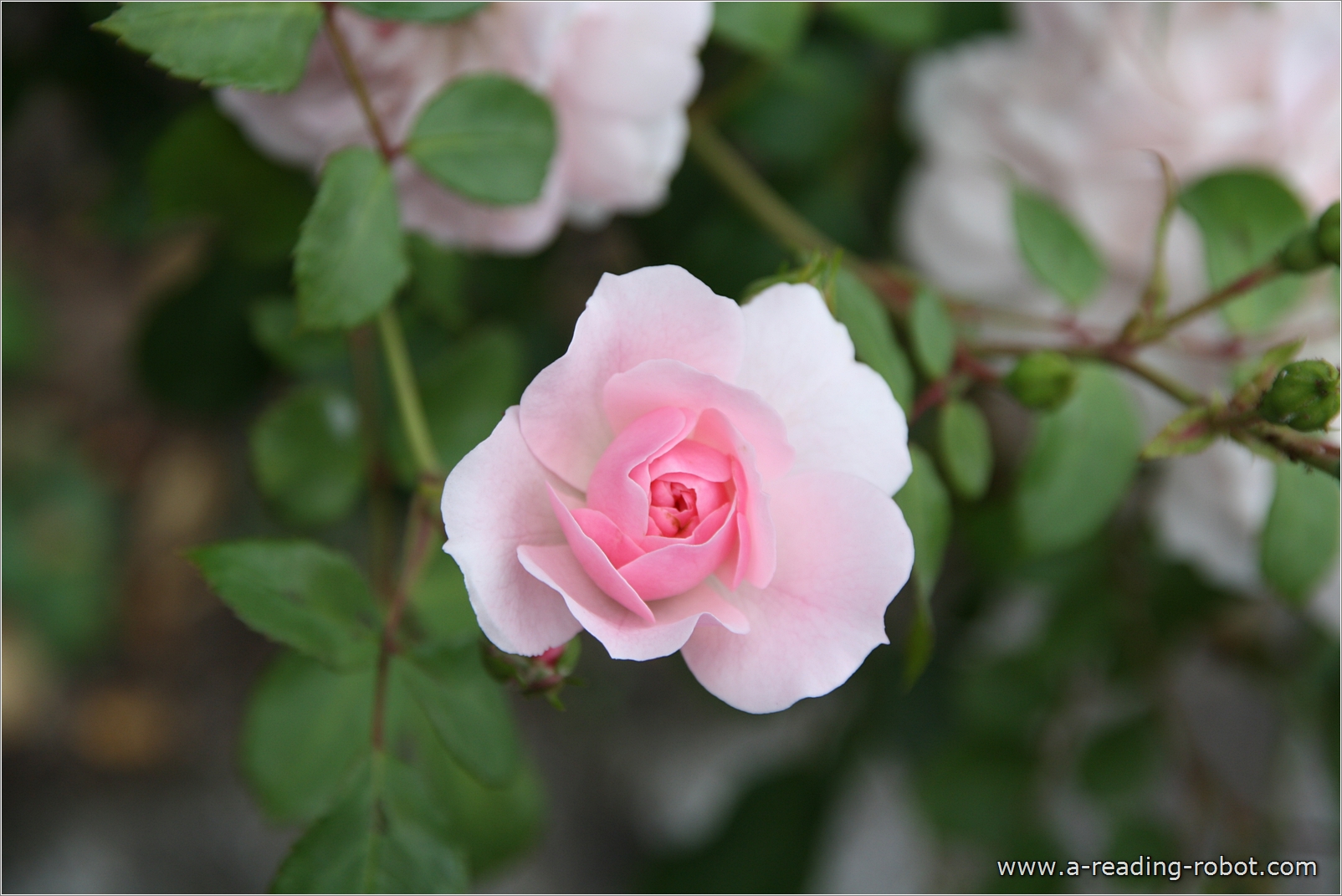 Lachsrosa Rose. F�r Dich zu Valentin