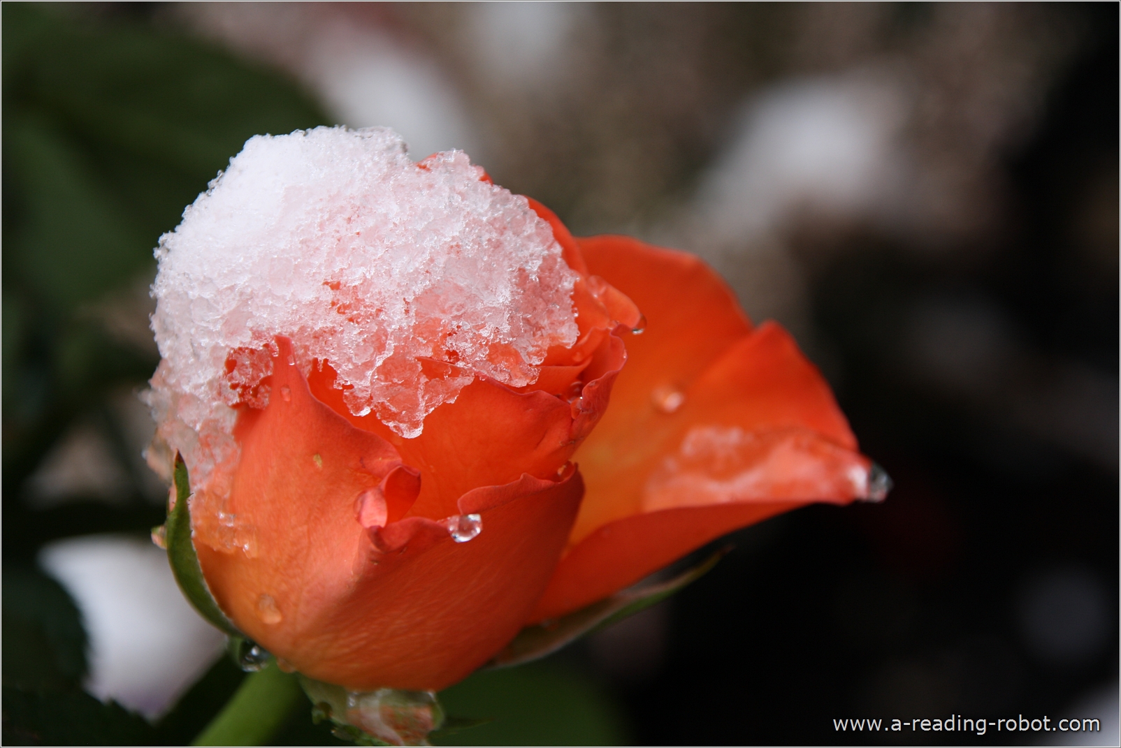 Rosenbl�te mit Schnee