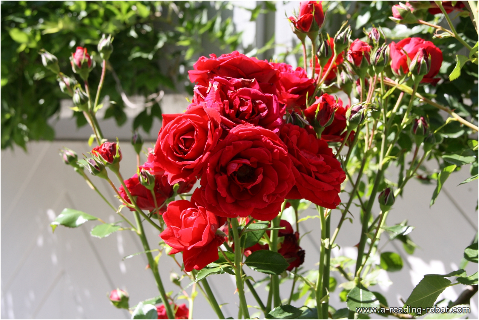 Rosenb�schel!