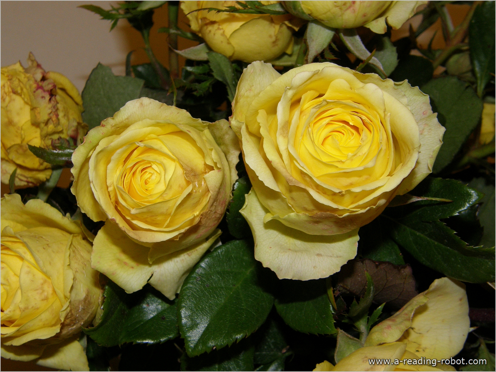 Gelber Rosenstrau� (Ausschnitt)